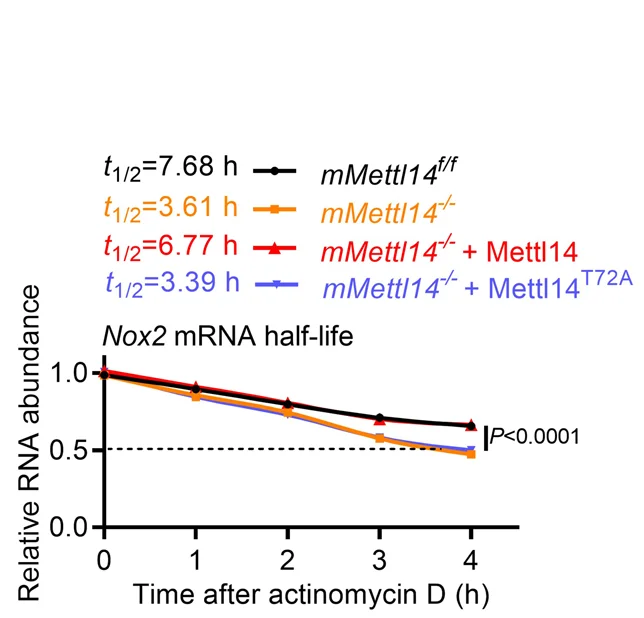 Open access visualization of Line Plot, Nox2 mRNA Stability, mMettl14 Macrophages, Plasmids, FLAG-tagged WT