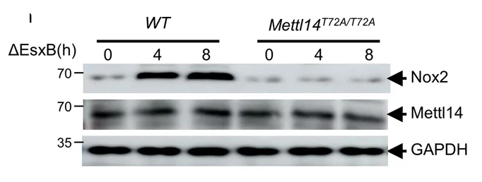 Open access visualization of Gel, Nox2 Protein Levels, Macrophages, Mettl14 T72A, H37Rv(ΔEsxB)