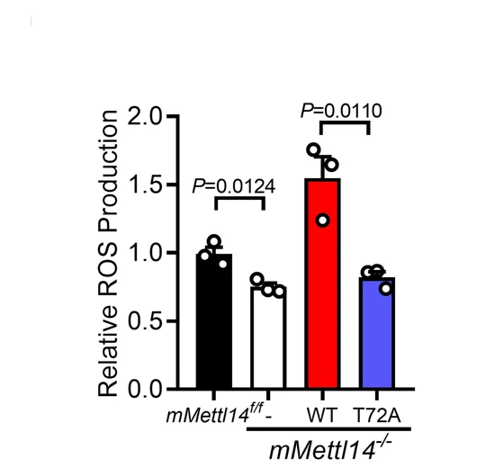 Open access visualization of Bar Plot, Error Bars, ROS Levels, DCF Staining, mMettl14 Macrophages