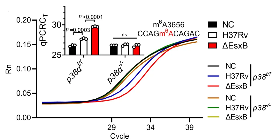 Open access visualization of Line Plot, Bar Plot, Real-Time Fluorescence Amplification, qPCR, m6A3656