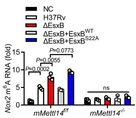 Open access visualization of Bar Plot, Scatter Plot, MeRIP-qPCR, m6A, Nox2 mRNA