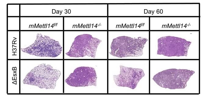 Open access visualization of Microscopy, Lung Sections, Haematoxylin and Eosin Staining, Histology, Scale Bar