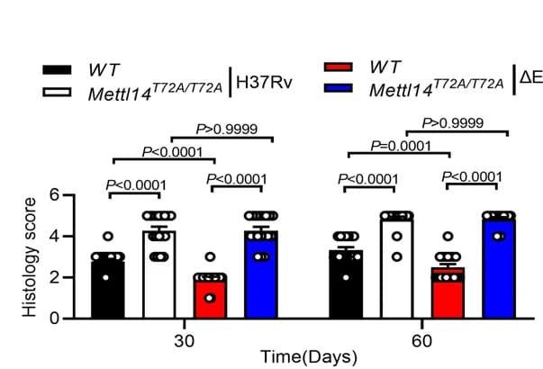 Open access visualization of Bar Plot, Error Bars, H&E Staining, Histology, Scale Bar