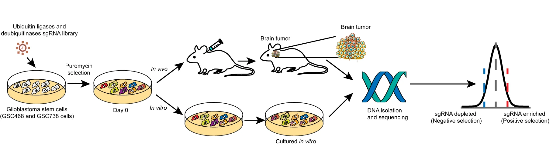 Open access visualization of Workflow, Illustration, Line Plot, CRISPR Screens, Glioblastoma Therapy