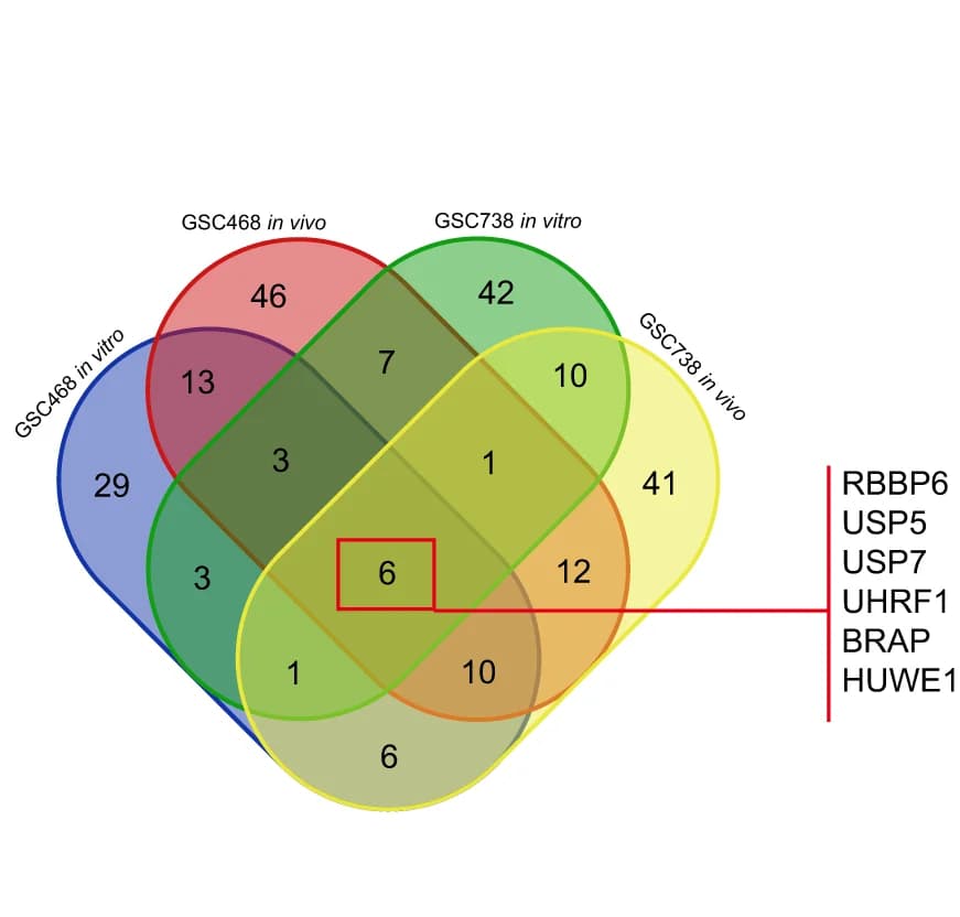 Open access visualization of Venn Diagram, In Vivo CRISPR Screen, In Vitro CRISPR Screen, GSCs