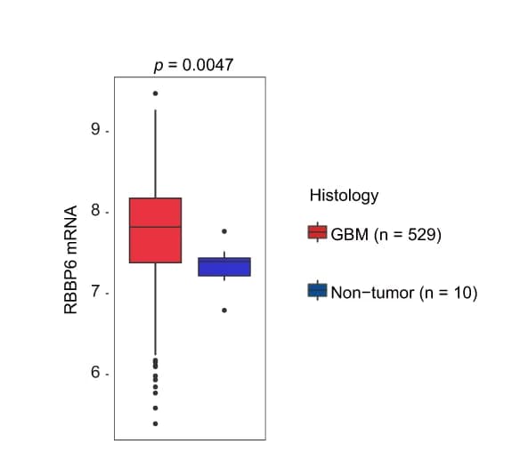 Open access visualization of Box Plot, RBBP6 mRNA Expression, TCGA GBM Dataset, U133A, T-test