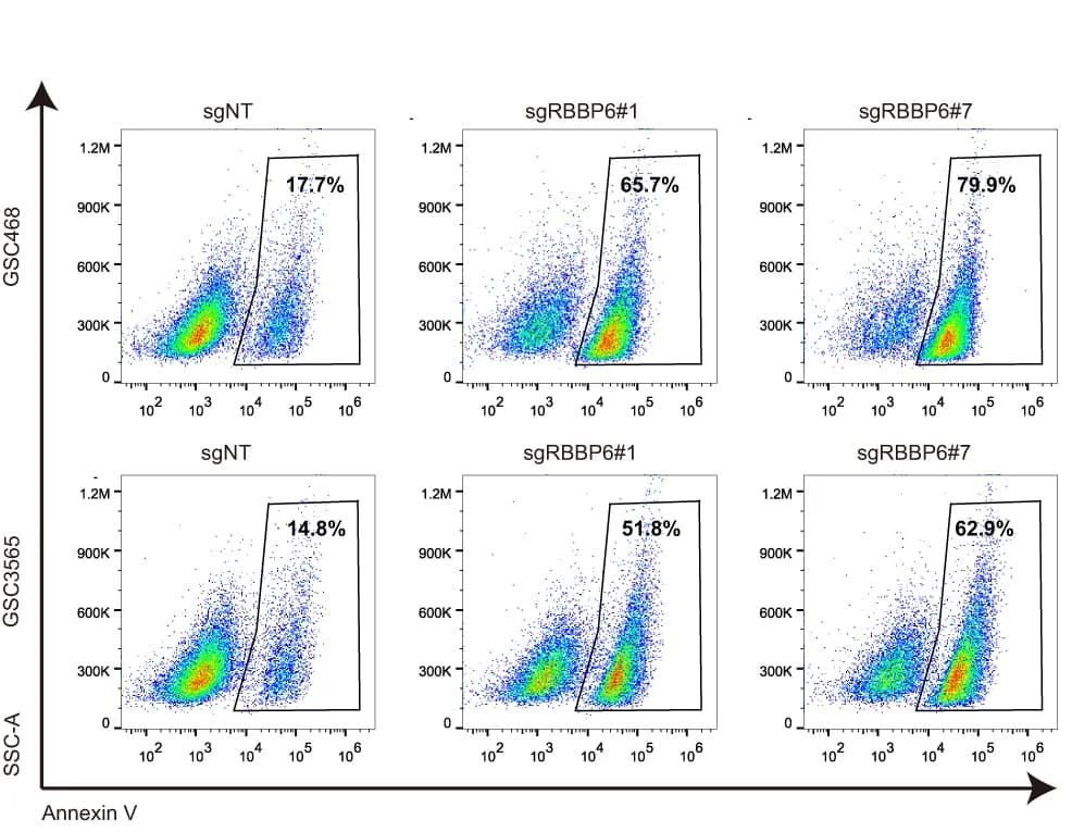 Open access visualization of Scatter Plot, Annexin V Staining, GSC3565 Cells, sgRNAs, RBBP6