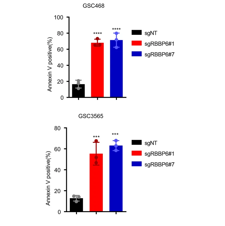 Open access visualization of Bar Plot, Error Bars, Clustered, Annexin V Staining, GSC468 Cells