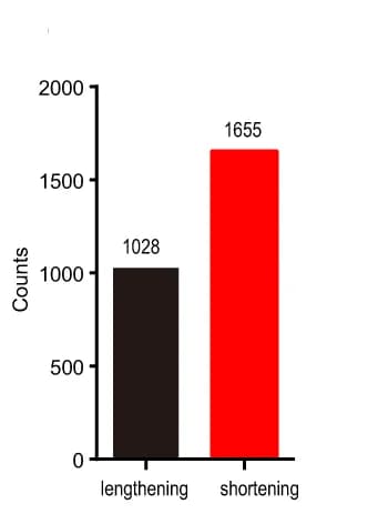 Open access visualization of Bar Plot, Graph, Genes, 3'UTR Lengthening, 3'UTR Shortening