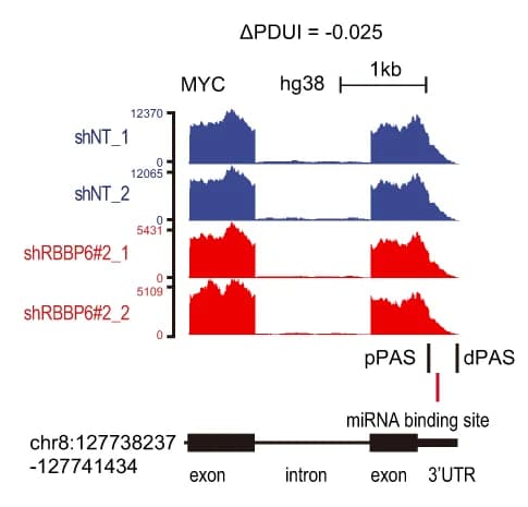 Open access visualization of Line Plot, RNA-seq Density Plots, ΔPDUI Values, MYC, RNA-seq Read Coverage