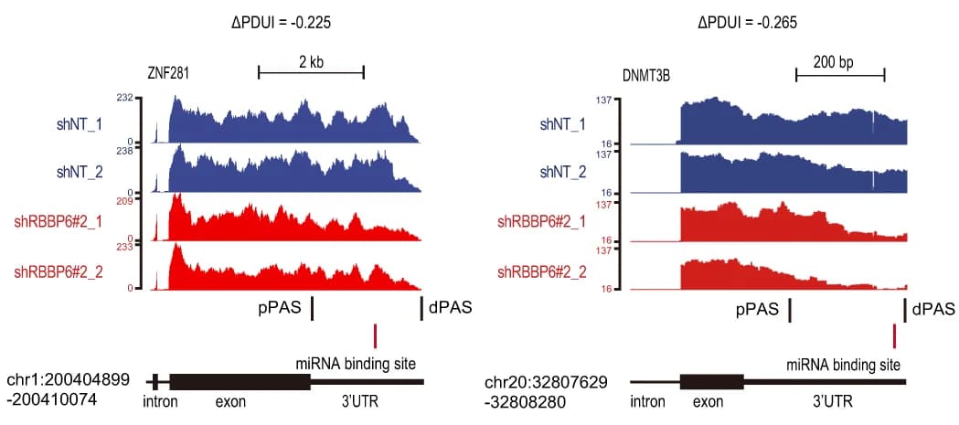 Open access visualization of Line Plot, Density Plot, RNA-seq Density Plots, ZNF281, DNMT3B