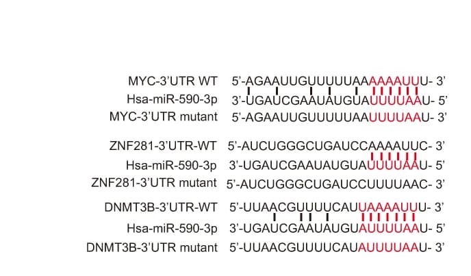 Open access visualization of Illustration, Diagram, miR-590-3p, Binding Sites, 3'UTRs