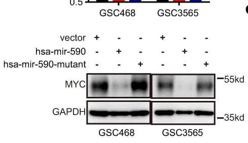 Open access visualization of Gel, Western Blot, MYC, GSC468 Cells, GSC3565 Cells