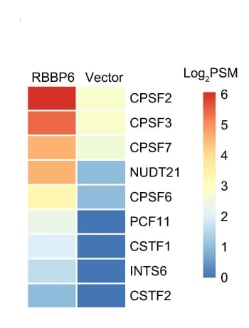 Open access visualization of Heatmap, RBBP6, pre-mRNA 3’ End Processing Factors, IP-MS