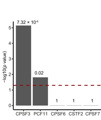 Open access visualization of Bar Plot, pre-mRNA 3’ End Processing Factors, Shortening Genes, RBBP6, Hypergeometric Distribution