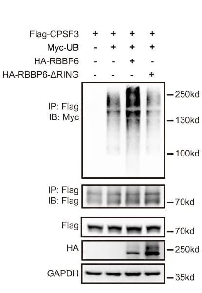 Open access visualization of Gel, HEK293T Cells, Flag-CPSF3, Myc-UB, HA-RBBP6