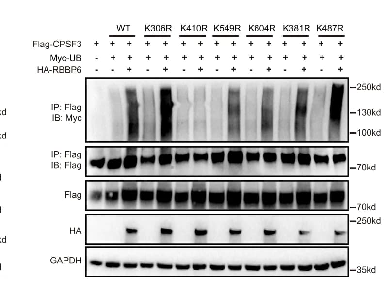 Open access visualization of Gel, HEK293T Cells, HA-RBBP6, Myc-UB, Flag-CPSF3 Mutant Plasmids