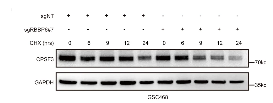 Open access visualization of Gel, GSC468 Cells, sgRNA, RBBP6, sgNT