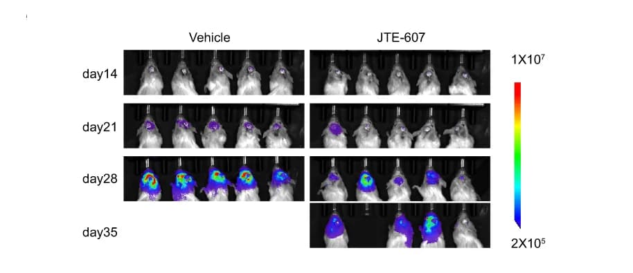 Open access visualization of Photo, Bioluminescence Image, Vehicle, JTE-607, Mice