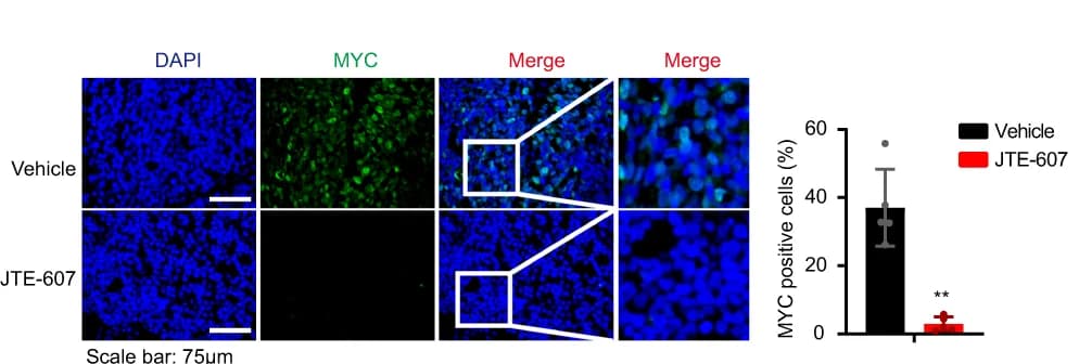 Open access visualization of Microscopy, Bar Plot, Error Bars, Immunofluorescent Staining, MYC