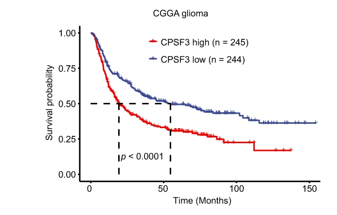 Open access visualization of Survival Curve, Line Plot, Kaplan-Meier Curves, CPSF3 mRNA Expression, Glioma Patients