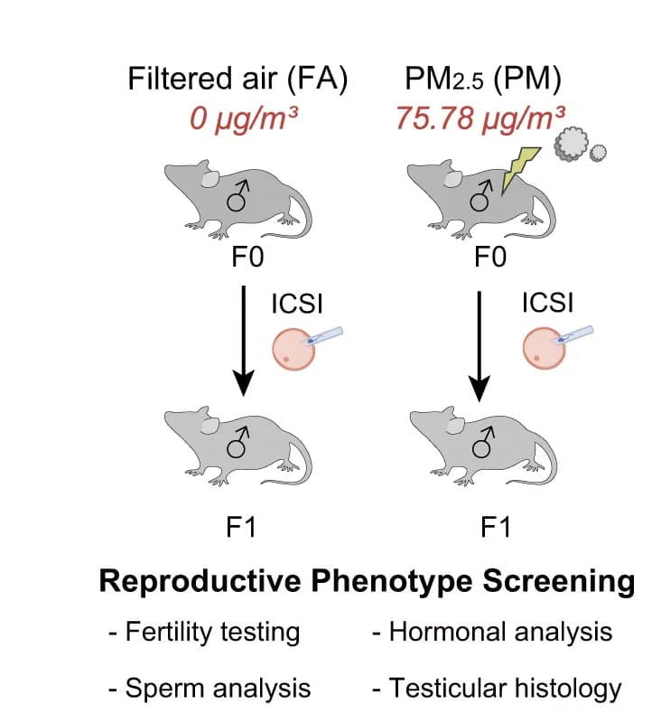 Open access visualization of Workflow, Flowchart, Illustration, Experimental Design, Male Mice