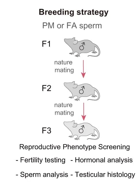 Open access visualization of Workflow, Flowchart, Illustration, Breeding Strategy, Male Offspring