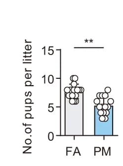 Open access visualization of Bar Plot, Scatter Plot, Pups Per Litter, Adult F2 Males