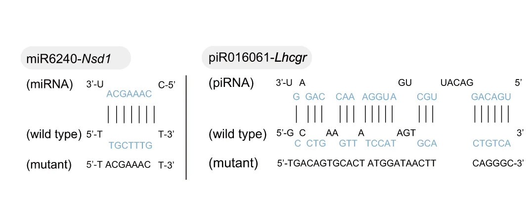 Open access visualization of Illustration, sRNA Target Prediction, Luciferase Reporter Constructs, 3'-UTR, Lhcgr