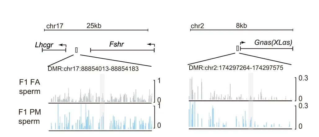 Open access visualization of Bar Plot, Methylation Profile, Lhcgr, XLαs Genes, Sperm