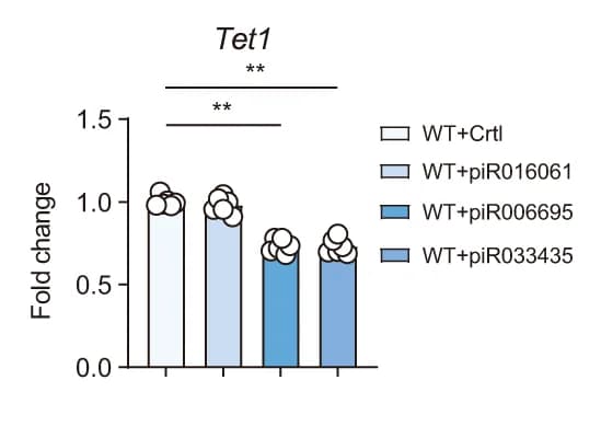 Open access visualization of Bar Plot, Scatter Plot, Luciferase Reporter Assay, Tet1 3'-UTR Reporters, 293T Cells