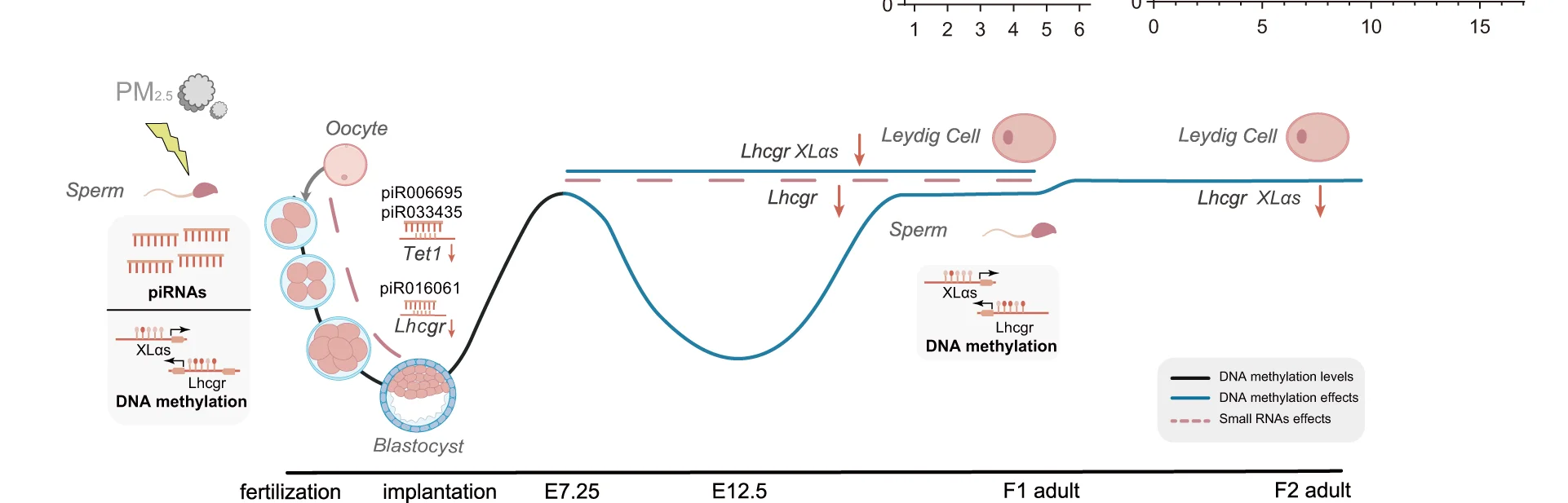 Open access visualization of Workflow, Line Plot, Transgenerational Effect, PM 2.5 Exposure, Male Fertility