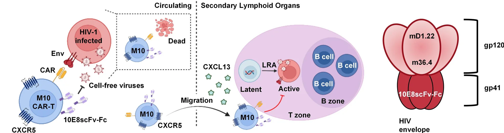 Open access visualization of Workflow, Illustration, CAR-T Cells, Cytotoxicity, Neutralization