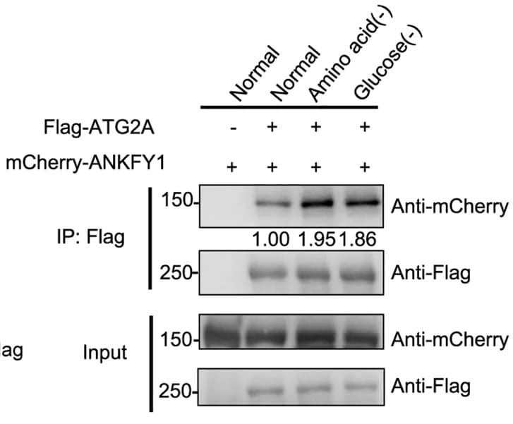 Open access visualization of Gel, HEK293T Cells, mCherry, Flag, Amino Acid Starvation