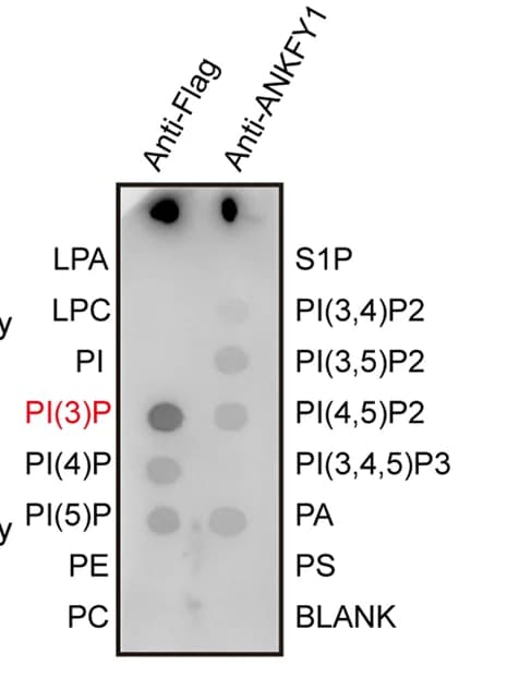 Open access visualization of Gel, Flag, Protein, Lipid Strip, Antibody