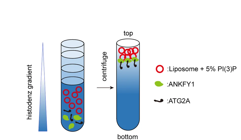 Open access visualization of Illustration, Workflow, Schematic, Liposome, Co-floatation Assay