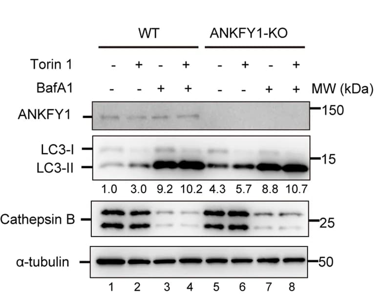 Open access visualization of Gel, Autophagic Flux, ANKFY1 KO Cells, U 2 OS Cells, Torin 1