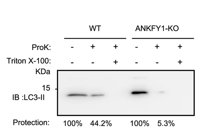 Open access visualization of Gel, WT Cells, ANKF1 KO Cells, U 2 OS Cells, Cell Lysates