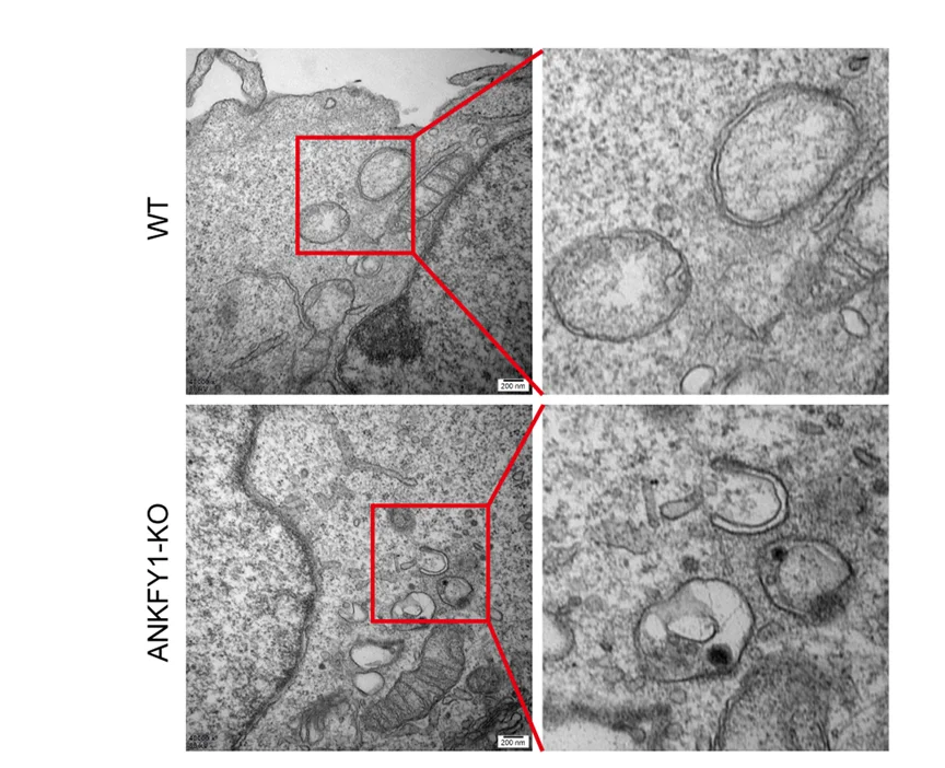 Open access visualization of Microscopy, WT Cells, ANKFY1 KO Cells, U 2 OS Cells, Torin 1