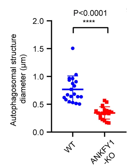 Open access visualization of Scatter Plot, Quantification, Autophagosomes