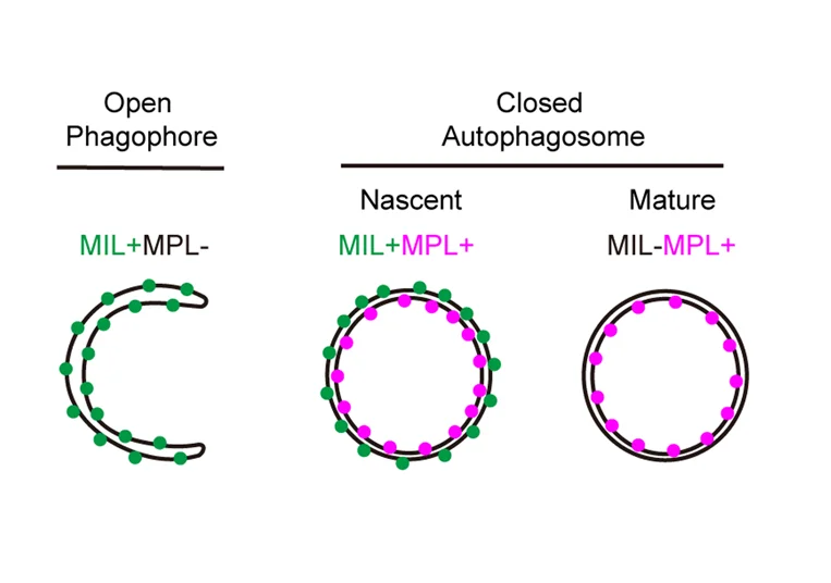 Open access visualization of Illustration, Workflow, HT-LC3-II Structures, HT-LC3 Autophagosome Completion Assay, Phagophores