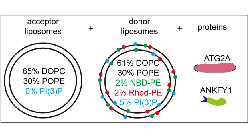Open access visualization of Illustration, Workflow, Lipid Transfer Assay, Donor Liposomes, Acceptor Liposomes