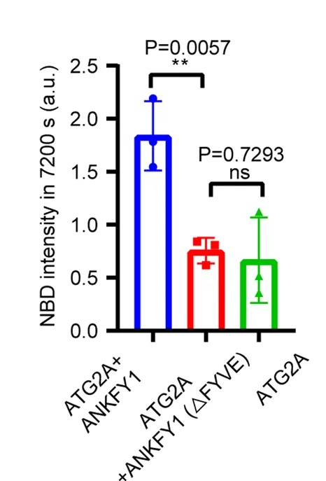 Open access visualization of Bar Plot, Error Bars, Quantification, NBD Signal, Standard Deviation