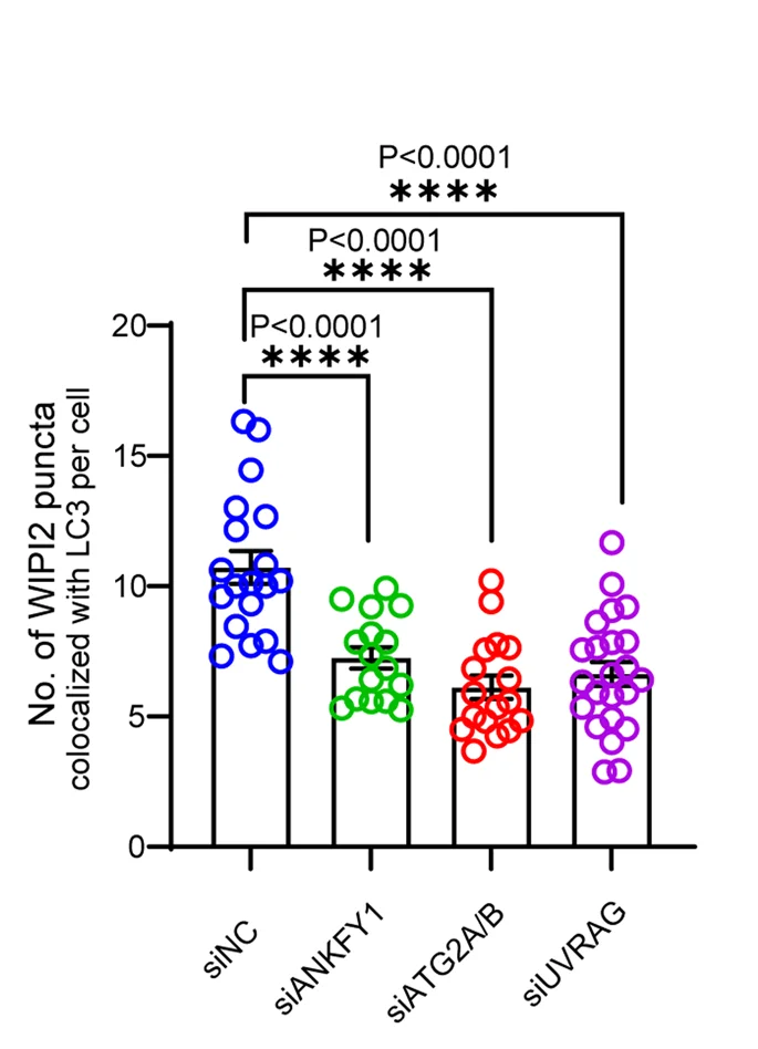 Open access visualization of Bar Plot, Error Bars, Scatter Plot, Quantification, siNC