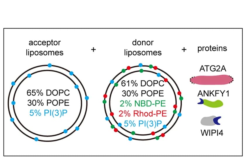 Open access visualization of Illustration, Lipid Transfer Assay, Liposomes, DOPC, POPE