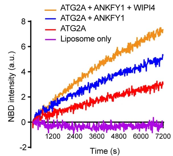 Open access visualization of Line Plot, FRET, Lipid Transfer Assay, NBD, Fluorescence Intensity