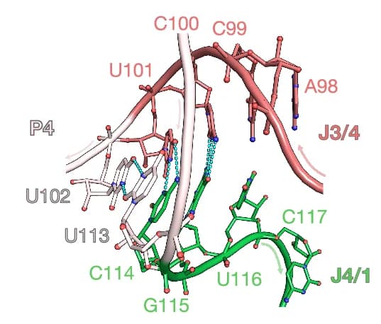 Open access visualization of Protein Structure, Chemical Structure, J3/4, J4/1, P4 Stem