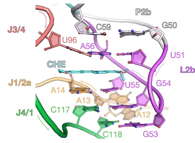 Open access visualization of Protein Structure, Chemical Structure, Nucleotides, Ligand-Binding Pocket, Arrangement