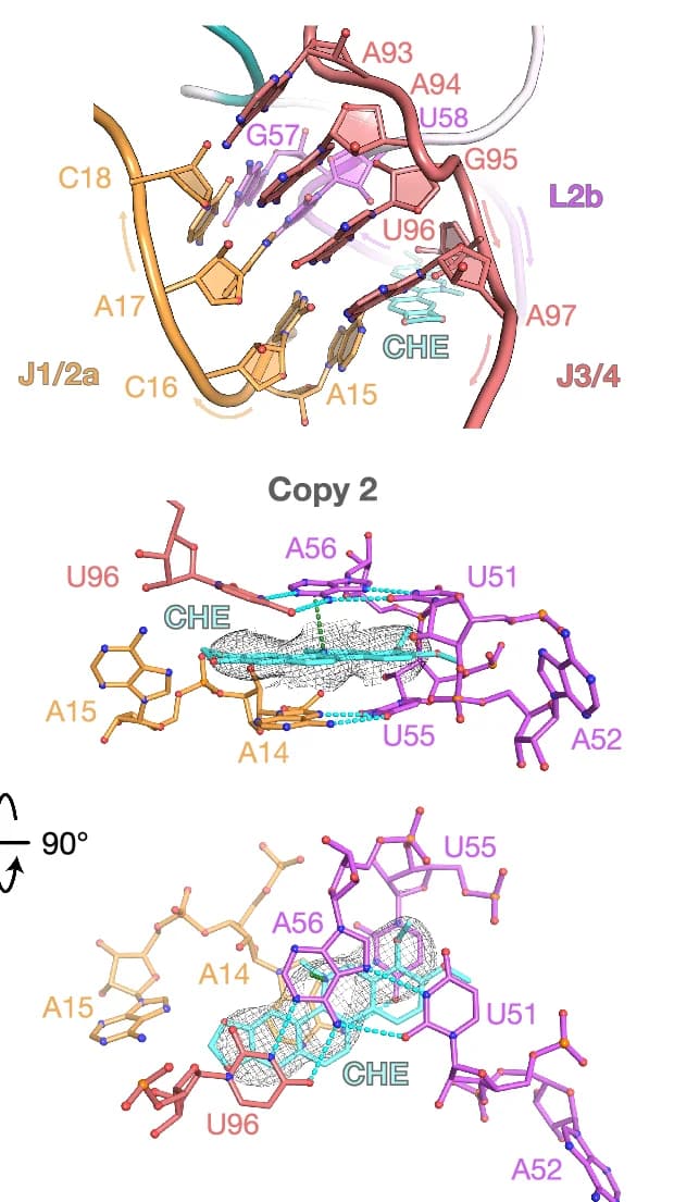 Open access visualization of Protein Structure, Chemical Structure, Arrangement, Interactions, Binding Pocket