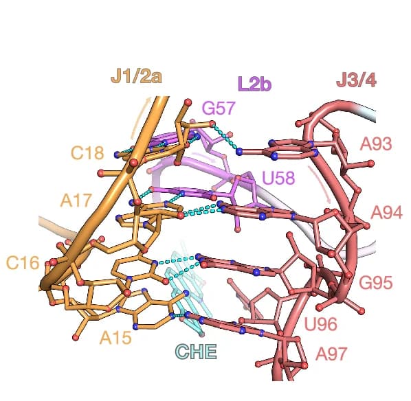 Open access visualization of Protein Structure, Chemical Structure, Arrangement, Interactions, Binding Pocket
